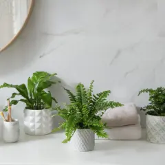 Tres plantas para el baño, un helecho y una planta de hoja ancha, aportan frescura a la encimera junto a toallas y un lavabo.