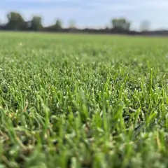 Primer plano de un campo de césped verde vibrante, mostrando diferentes tipos de césped natural bajo un cielo azul claro.