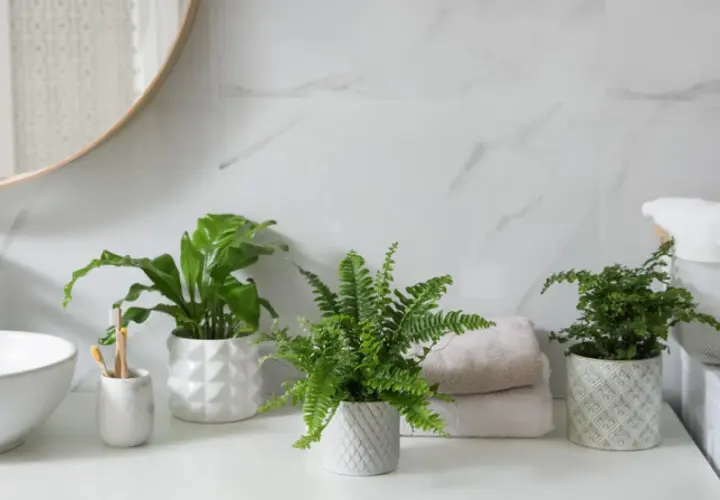 Tres plantas para el baño, un helecho y una planta de hoja ancha, aportan frescura a la encimera junto a toallas y un lavabo.