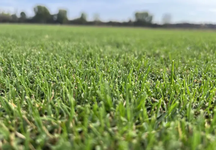 Primer plano de un campo de césped verde vibrante, mostrando diferentes tipos de césped natural bajo un cielo azul claro.