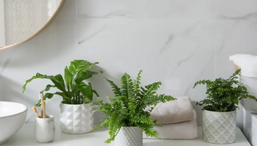 Tres plantas para el baño, un helecho y una planta de hoja ancha, aportan frescura a la encimera junto a toallas y un lavabo.