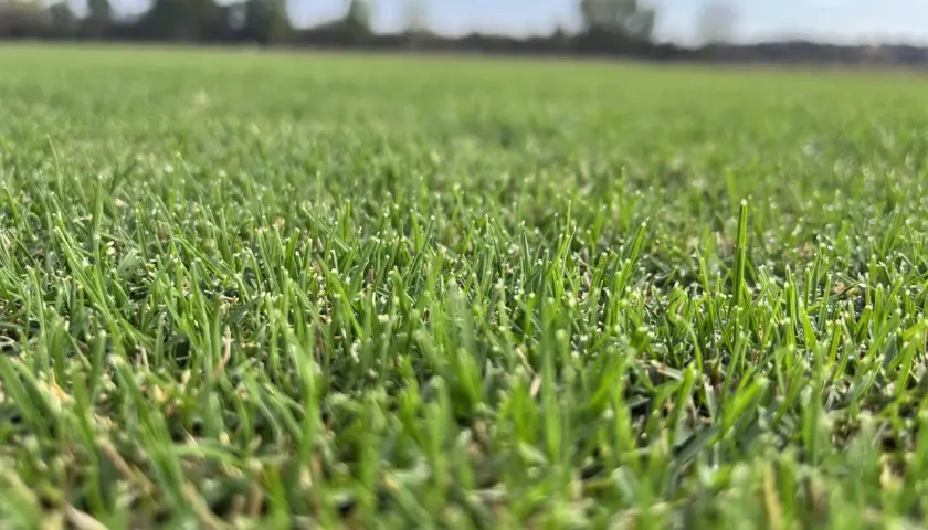 Primer plano de un campo de césped verde vibrante, mostrando diferentes tipos de césped natural bajo un cielo azul claro.