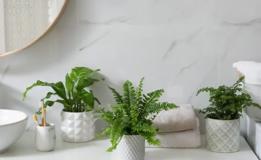 Plantas para el baño - Elige la ideal y cuídala bien