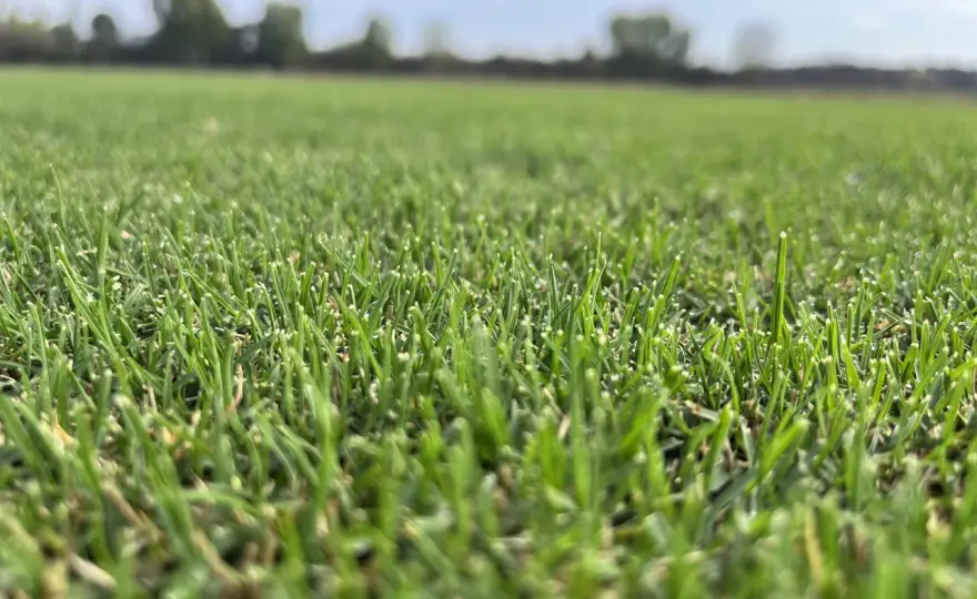 Césped natural: ¿Cuál elegir para tu jardín? Guía práctica