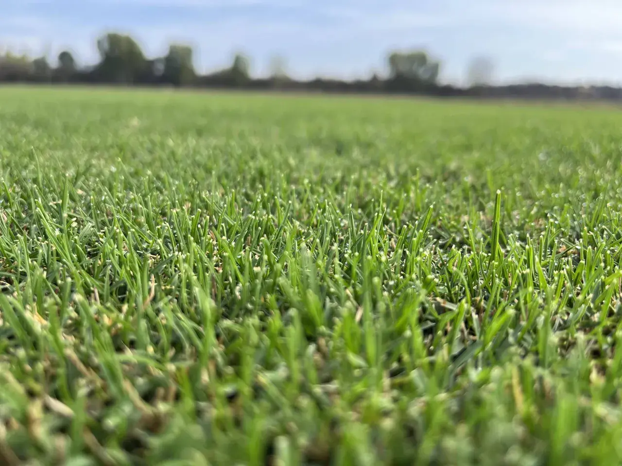 Primer plano de un campo de césped verde vibrante, mostrando diferentes tipos de césped natural bajo un cielo azul claro.