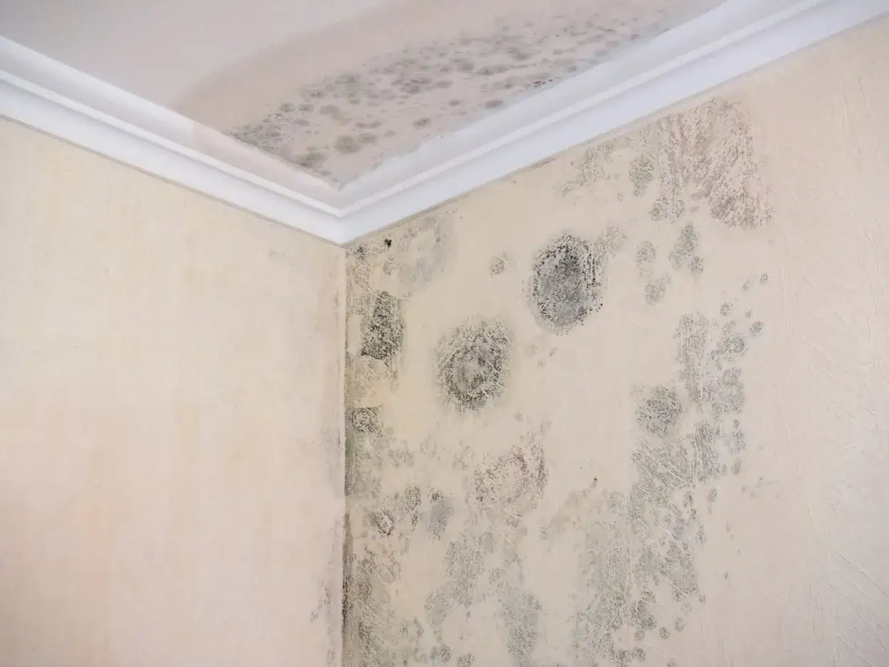 Esquina de habitaci&oacute;n con moho en paredes y techo. La humedad indica que se puede caer el techo por una gotera.
