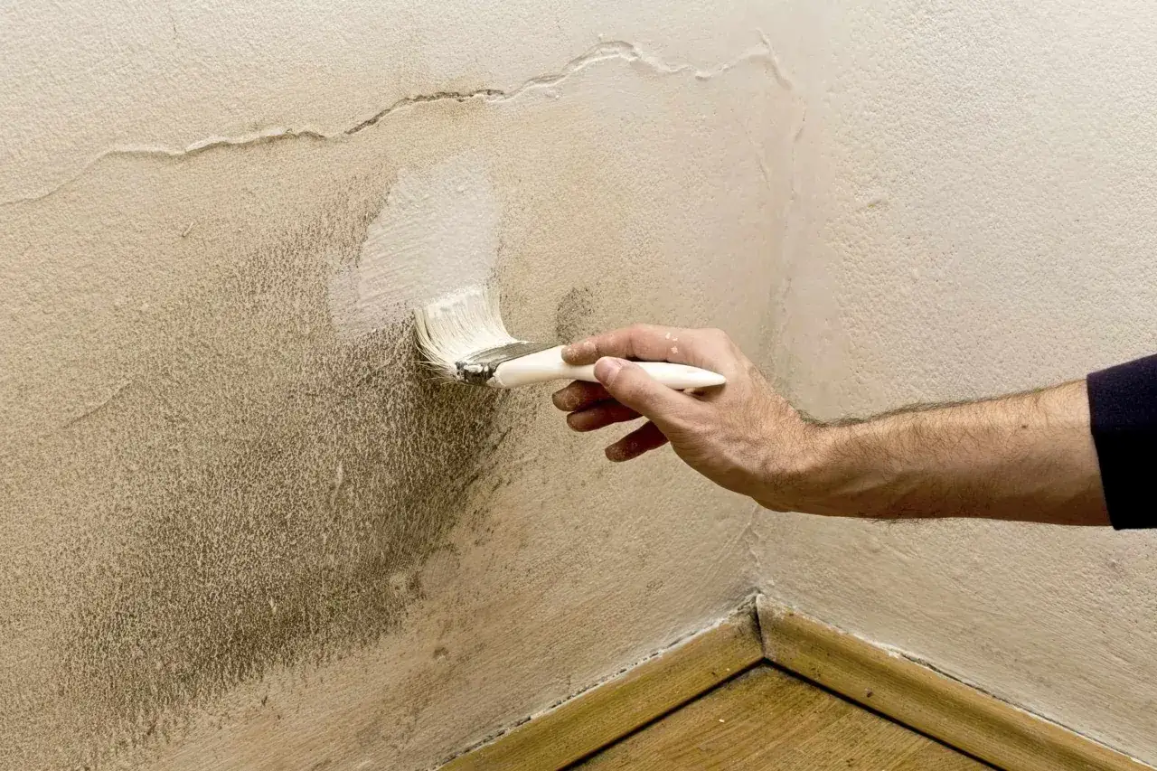 Persona aplica pintura blanca con brocha en pared con manchas de humedad. Soluci&oacute;n para que pintura usar para paredes con humedad.