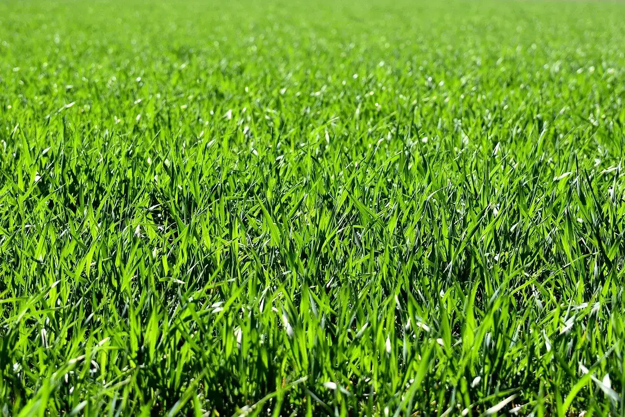 Campo verde vibrante, mostrando diferentes tipos de c&eacute;sped natural.